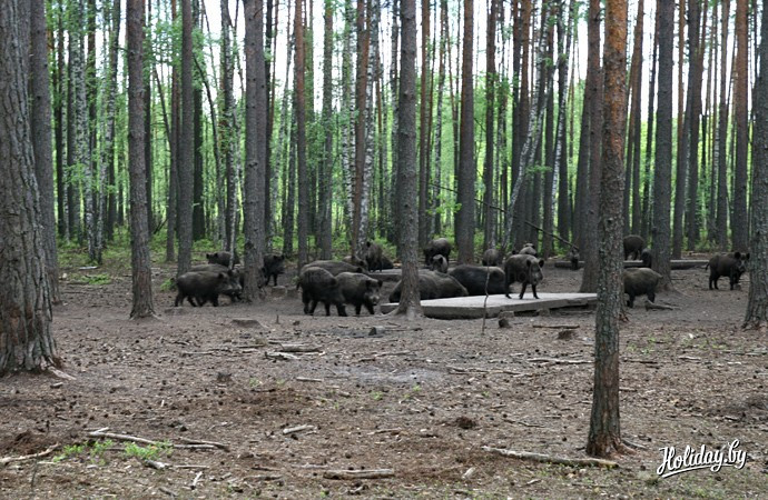 Сафари-парк в "Припятском". Популяция кабанов свыше 3 000 особей