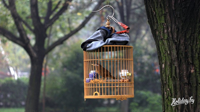 Путешествие по Китаю. Птицы в парке