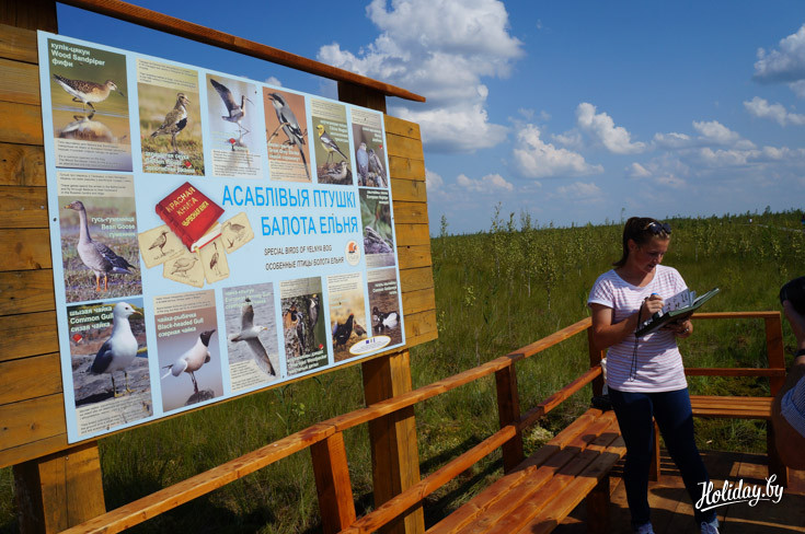 На орнитологической станции установлен стенд на белорусском, русском и английском языках