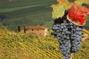 Тур Праздник вин в Тоскане -  Фото 2