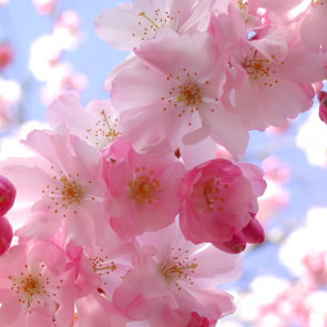 Когда начнется цветение сакуры?