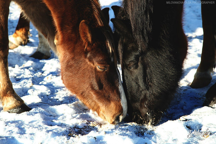 Что может быть романтичнее путешествия на лошадях!