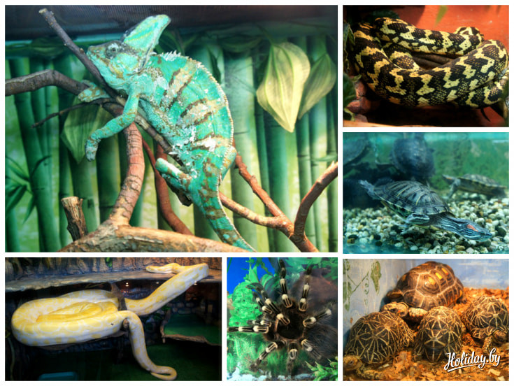 В зоопарке проживает более 80 видов различных рептилий