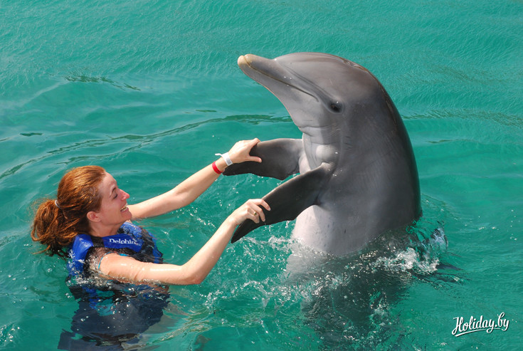 Дайвинг с дельфинами - забава больше для взрослых, чем для детей