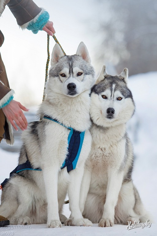 Фото zaviruha.by