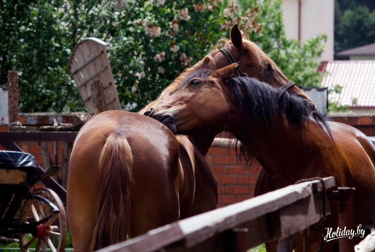 Лошади, как и люди, могут любить по-настоящему