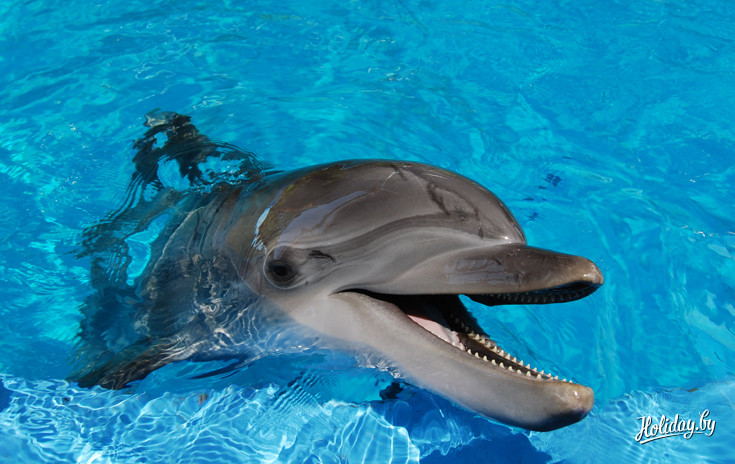 Поплавать вместе с дельфином стоит 1 млн. 200 тысяч бел. руб. за 30 минут
