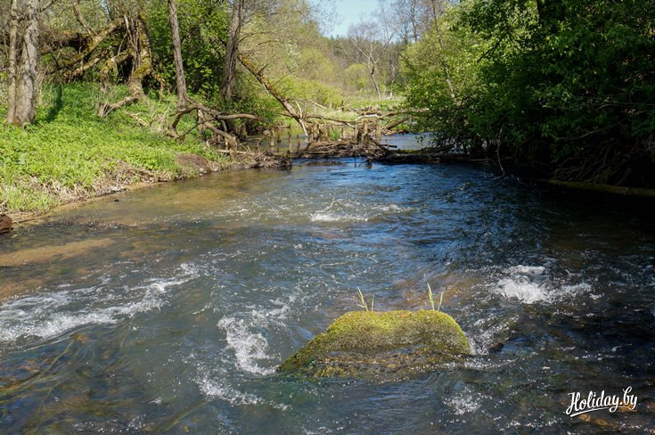 Ислочь – одна из немногих рек в Беларуси, в которой водится форель ручьевая
