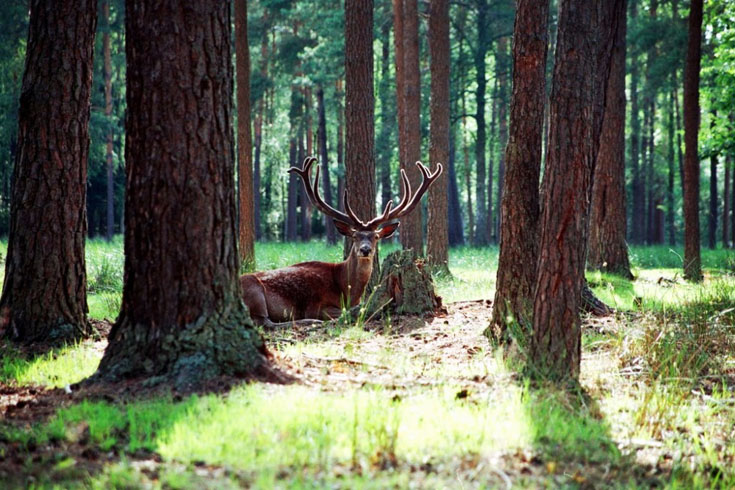 Безвизовый пропуск иностранных граждан будет ограничен сроком пребывания — до 72 часов (3 суток). Фото: mer-ci.ru