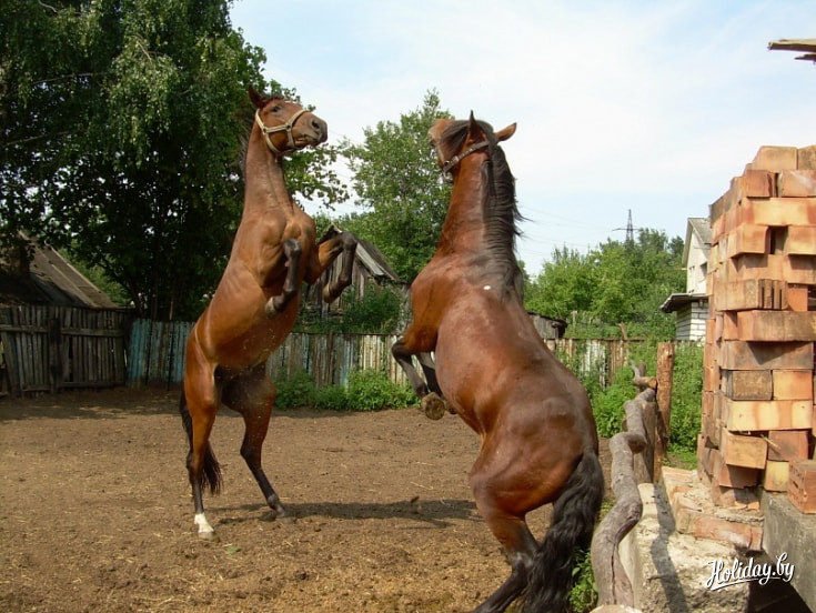 Конный клуб 