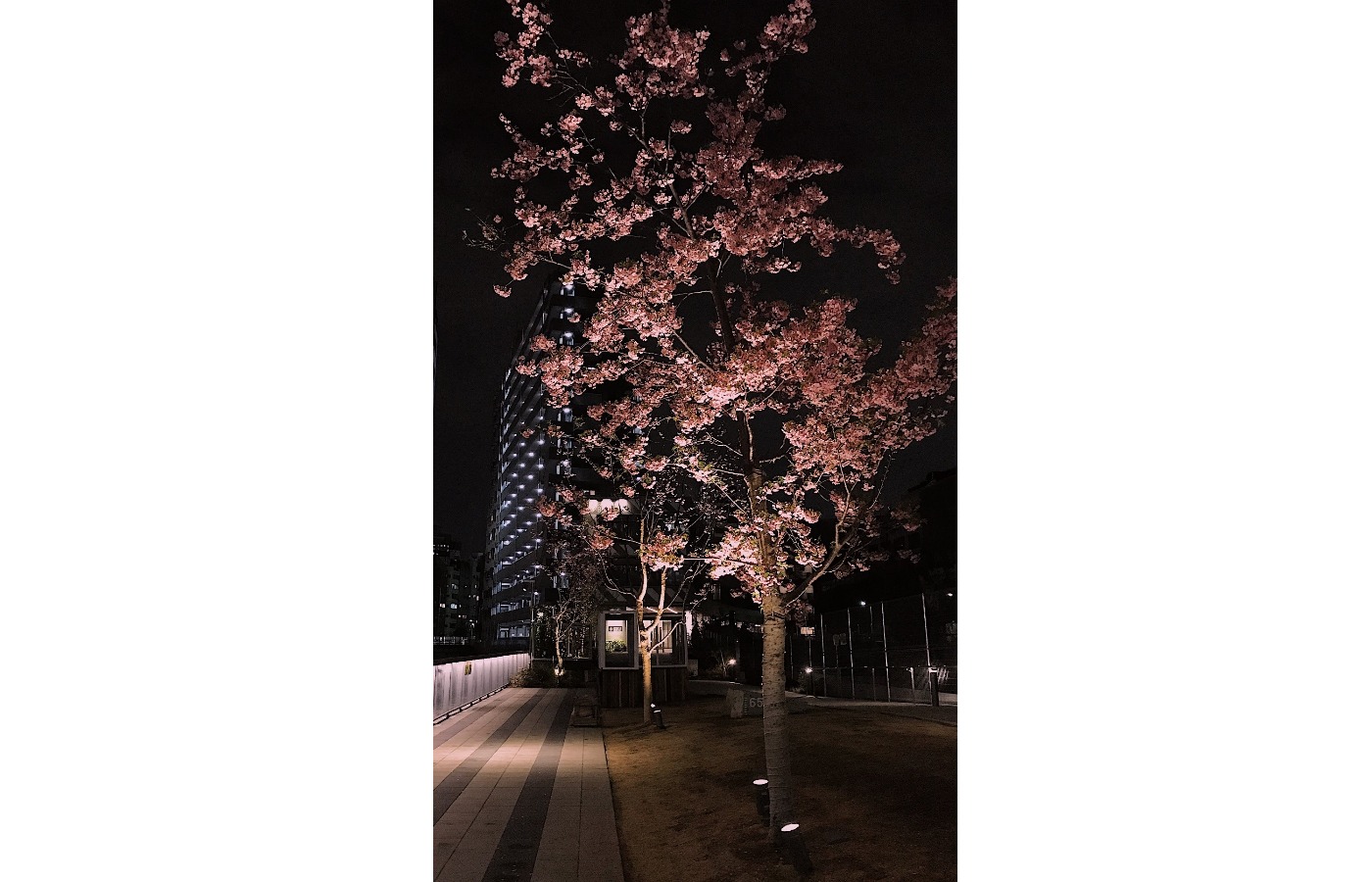 Сакура только начинала распускаться