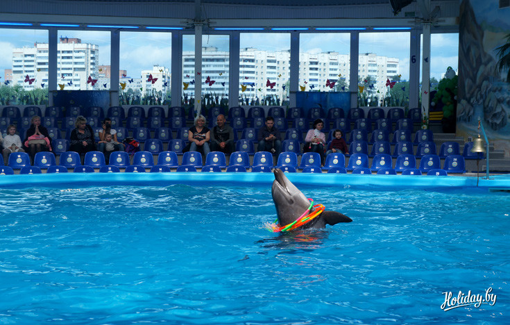 Выступление дельфинов обычно длится около 20 минут