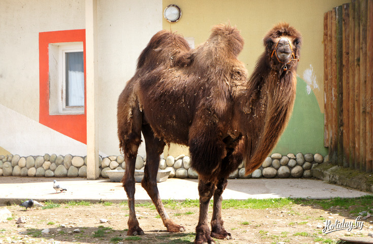 Двугорбый верблюд, пожалуй, самый известный из всех обитателей зоопарка