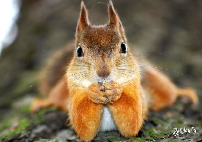 Фото: museums.by