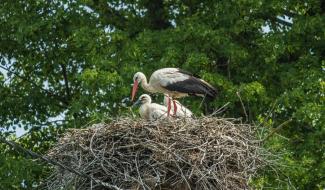 Вороцевичи