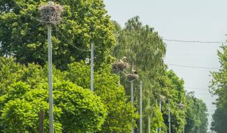 Вороцевичи