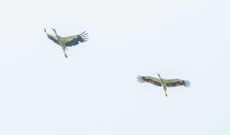 Вороцевичи