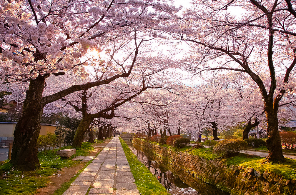 Ханами - праздник цветения сакуры в Японии - туристический блог об отдыхе в  Беларуси