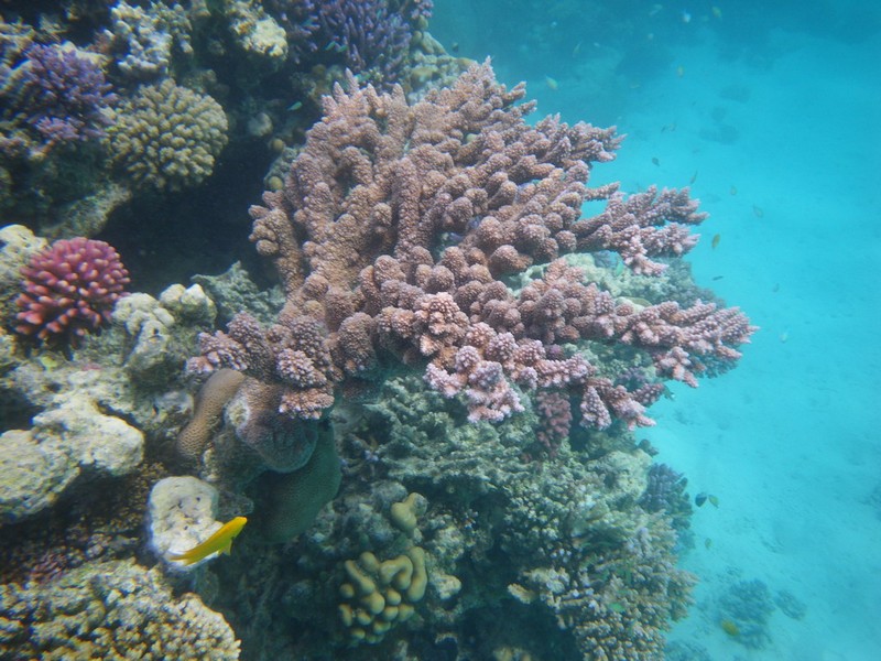 Отели хургады с коралловыми рифами