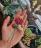 Цветочные броши и серьги, зеркала Саши Борщевой - Фото 7