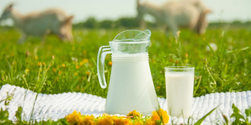Праздник Праздник молока «Молочный край – людям рай»