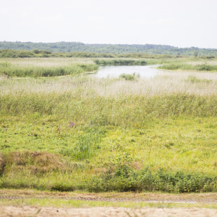 Фестиваль Экологический фестиваль "Споровские сенокосы"
