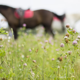 Фестиваль Экологический фестиваль "Споровские сенокосы"