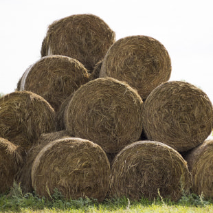 Фестиваль Экологический фестиваль "Споровские сенокосы"