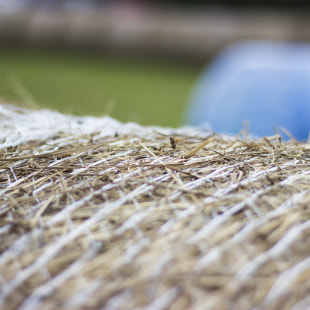 Фестиваль Экологический фестиваль "Споровские сенокосы"