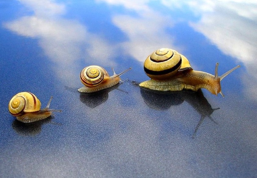 Праздник Гарбузы i cлiмакi Новага Поля