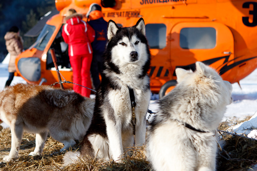 Фестиваль Международный фестиваль "Северные псы»