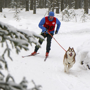 Фестиваль Международный фестиваль "Северные псы»