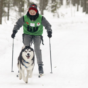 Фестиваль Международный фестиваль "Северные псы»