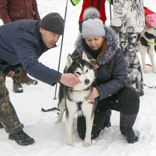 Фестиваль Международный фестиваль "Северные псы»