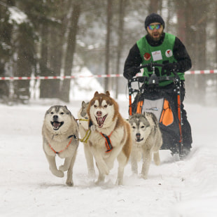 Фестиваль Международный фестиваль "Северные псы»
