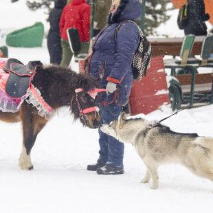 Фестиваль Международный фестиваль "Северные псы»