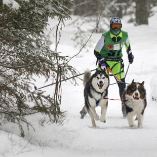 Фестиваль Международный фестиваль "Северные псы»