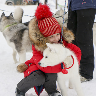 Фестиваль Международный фестиваль "Северные псы»
