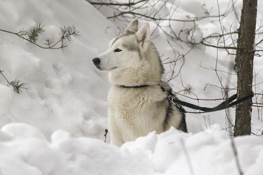 Фестиваль Международный фестиваль "Северные псы»