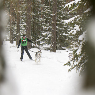 Фестиваль Международный фестиваль "Северные псы»