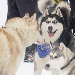 Фестиваль Международный фестиваль "Северные псы»
