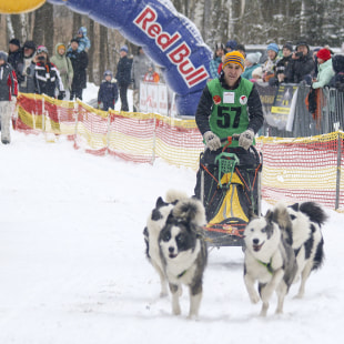 Фестиваль Международный фестиваль "Северные псы»