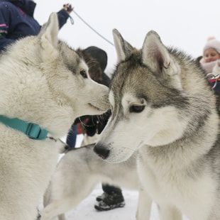Фестиваль Международный фестиваль "Северные псы»