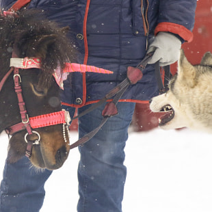 Фестиваль Международный фестиваль "Северные псы»