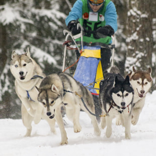 Фестиваль Международный фестиваль "Северные псы»