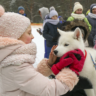 Фестиваль Международный фестиваль "Северные псы»