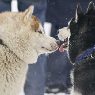 Фестиваль Международный фестиваль "Северные псы»