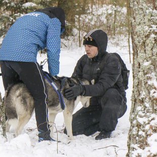 Фестиваль Международный фестиваль "Северные псы»