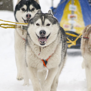 Фестиваль Международный фестиваль "Северные псы»