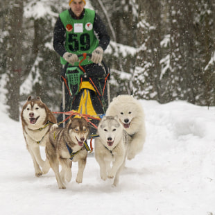 Фестиваль Международный фестиваль "Северные псы»